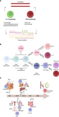 γδ T Cells in Brain Homeostasis and Diseases